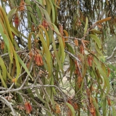 Amyema miquelii at Collector, NSW - 17 Jul 2024