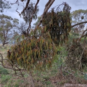 Amyema miquelii at Collector, NSW - 17 Jul 2024 03:11 PM