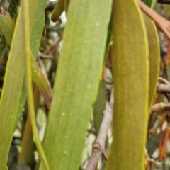 Amyema miquelii at Collector, NSW - 17 Jul 2024 03:11 PM