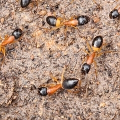 Camponotus consobrinus (Banded sugar ant) at Collector, NSW - 17 Jul 2024 by trevorpreston