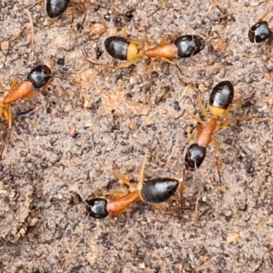 Camponotus consobrinus at Collector, NSW - 17 Jul 2024