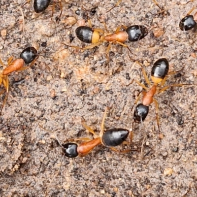 Camponotus consobrinus (Banded sugar ant) at Collector, NSW - 17 Jul 2024 by trevorpreston