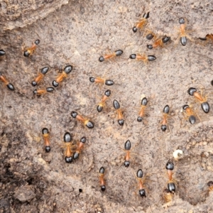 Camponotus consobrinus at Collector, NSW - 17 Jul 2024