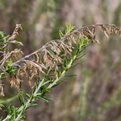 Cassinia sifton (Sifton Bush, Chinese Shrub) at Collector, NSW - 17 Jul 2024 by trevorpreston