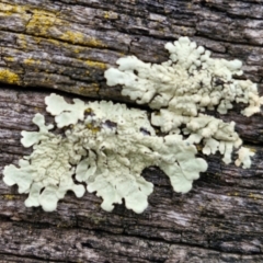 Flavoparmelia sp. (Flavoparmelia Lichen) at Collector, NSW - 17 Jul 2024 by trevorpreston