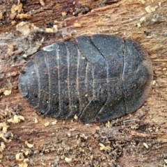 Laxta sp. (genus) (Bark cockroach) at Collector, NSW - 17 Jul 2024 by trevorpreston