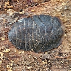 Laxta sp. (genus) at Collector, NSW - 17 Jul 2024