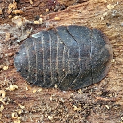 Laxta sp. (genus) (Bark cockroach) at Collector, NSW - 17 Jul 2024 by trevorpreston