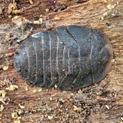 Laxta sp. (genus) (Bark cockroach) at Collector, NSW - 17 Jul 2024 by trevorpreston