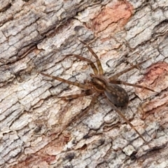 Unidentified Spider at Collector, NSW - 17 Jul 2024 by trevorpreston