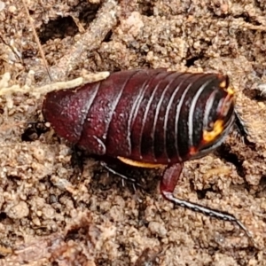 Platyzosteria similis at Collector, NSW - 17 Jul 2024