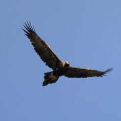 Aquila audax (Wedge-tailed Eagle) at Chesney Vale, VIC - 15 Jul 2024 by jb2602