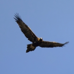 Aquila audax (Wedge-tailed Eagle) at Winton Wetlands - 15 Jul 2024 by jb2602