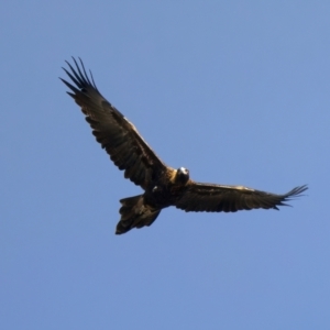 Aquila audax at Chesney Vale, VIC - 15 Jul 2024