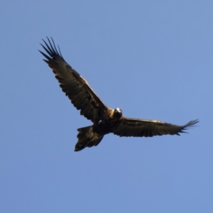 Aquila audax (Wedge-tailed Eagle) at Chesney Vale, VIC by jb2602