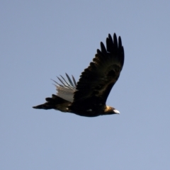 Aquila audax at Chesney Vale, VIC - 15 Jul 2024 11:47 AM