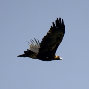 Aquila audax at Chesney Vale, VIC - 15 Jul 2024