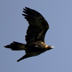 Aquila audax at Chesney Vale, VIC - 15 Jul 2024 11:47 AM