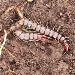 Cormocephalus aurantiipes (Orange-legged Centipede) at Collector, NSW - 17 Jul 2024 by trevorpreston