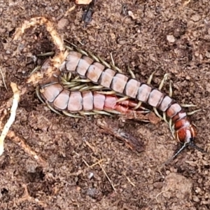 Cormocephalus aurantiipes at Collector, NSW - 17 Jul 2024 03:00 PM