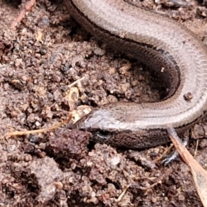 Hemiergis talbingoensis at Collector, NSW - 17 Jul 2024 03:00 PM