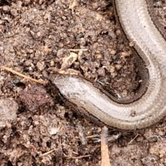 Hemiergis talbingoensis at Collector, NSW - 17 Jul 2024