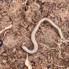 Hemiergis talbingoensis at Collector, NSW - 17 Jul 2024