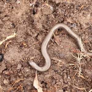 Hemiergis talbingoensis at Collector, NSW - 17 Jul 2024 03:00 PM