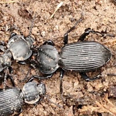 Cardiothorax monarensis (Darkling beetle) at Collector, NSW - 17 Jul 2024 by trevorpreston