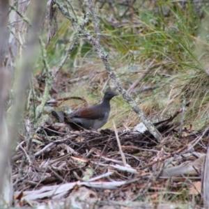 Menura novaehollandiae at Tharwa, ACT - 17 Jul 2024