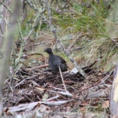 Menura novaehollandiae at Tharwa, ACT - 17 Jul 2024