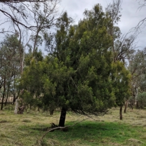 Exocarpos cupressiformis at Collector, NSW - 17 Jul 2024