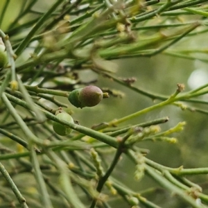 Exocarpos cupressiformis at Collector, NSW - 17 Jul 2024