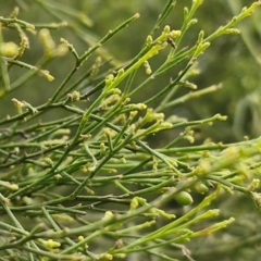 Exocarpos cupressiformis at Collector, NSW - 17 Jul 2024