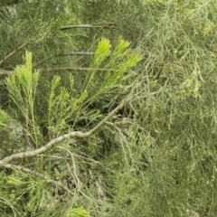 Exocarpos cupressiformis at Collector, NSW - 17 Jul 2024