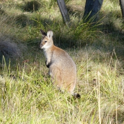 Notamacropus rufogriseus (Red-necked Wallaby) at Tharwa, ACT - 10 May 2017 by MB