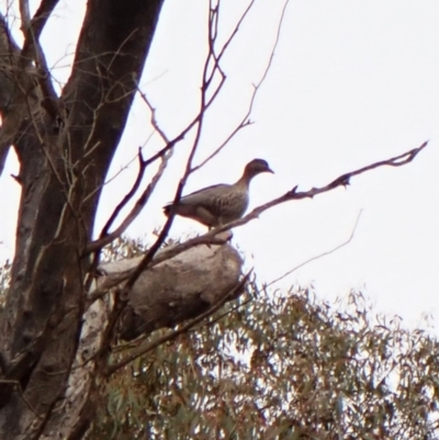 Chenonetta jubata (Australian Wood Duck) at Cook, ACT - 17 Jul 2024 by CathB