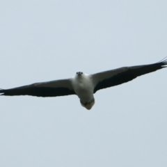 Haliaeetus leucogaster (White-bellied Sea-Eagle) at Winton North, VIC - 15 Jul 2024 by jb2602