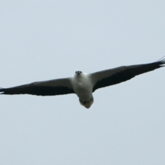 Haliaeetus leucogaster (White-bellied Sea-Eagle) at Winton Wetlands - 15 Jul 2024 by jb2602