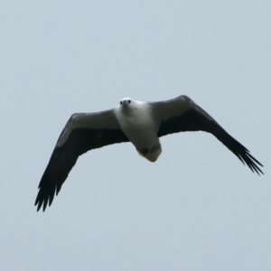 Haliaeetus leucogaster at Winton North, VIC - 15 Jul 2024