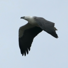 Haliaeetus leucogaster at Winton North, VIC - 15 Jul 2024