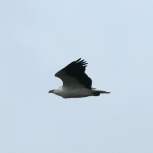 Haliaeetus leucogaster at Winton North, VIC - 15 Jul 2024 02:05 PM