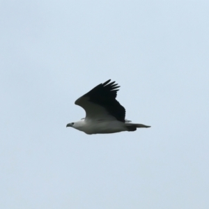 Haliaeetus leucogaster at Winton North, VIC - 15 Jul 2024