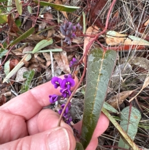 Hardenbergia violacea at Aranda, ACT - 17 Jul 2024 04:45 PM