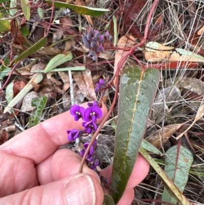Hardenbergia violacea (False Sarsaparilla) at Aranda, ACT - 17 Jul 2024 by lbradley
