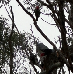 Callocephalon fimbriatum (Gang-gang Cockatoo) at Aranda, ACT - 17 Jul 2024 by lbradley