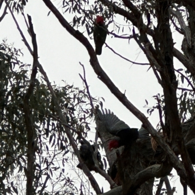 Callocephalon fimbriatum (Gang-gang Cockatoo) at Aranda, ACT - 17 Jul 2024 by lbradley