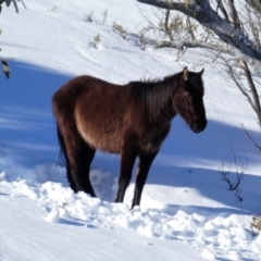 Equus caballus (Brumby, Wild Horse) at Kosciuszko, NSW - 13 Aug 2019 by MB