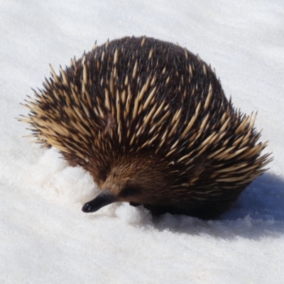 Tachyglossus aculeatus (Short-beaked Echidna) at Munyang, NSW - 13 Oct 2018 by MB