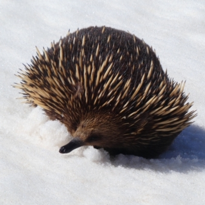 Tachyglossus aculeatus (Short-beaked Echidna) at Munyang, NSW - 12 Oct 2018 by MB